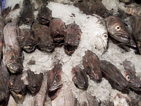 Pescadilla Hake on sale in supermarket Villamartn Sierra de Cdiz Andaluca Spain