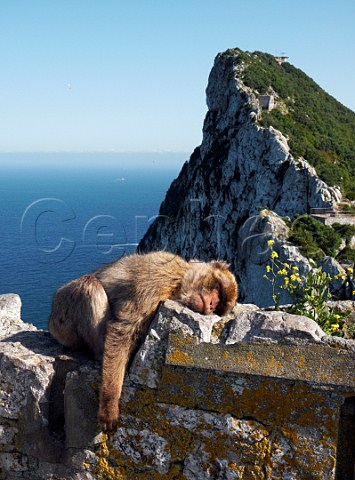 Barbary Macaque sleeping in the sunshine Rock of Gibraltar