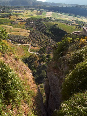 Vineyards and olive groves viewed from the hilltop town of Ronda Andaluca Spain