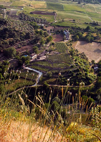 Vineyards and olive groves viewed from the hilltop town of Ronda Andaluca Spain