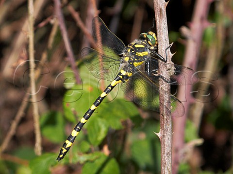 Shining Macromia Dragonfly Macromia Splendens El Bosque Sierra de Cdiz Andaluca Spain