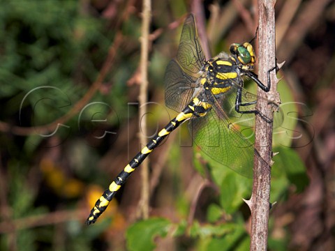 Shining Macromia Dragonfly Macromia Splendens El Bosque Sierra de Cdiz Andaluca Spain