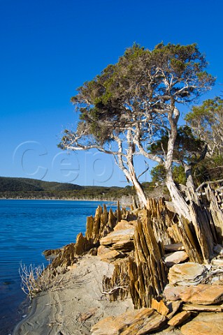 Paperbark trees on Hammersley Inlet Fitzgerald River National Park Western Australia