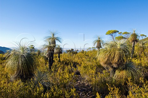 Kingia Grass Trees on Mount Trio Sterling Ranges National Park Western Australia
