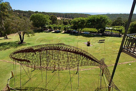 Whale sculpture in garden of Wise Wines Dunsborough Western Australia Margaret River