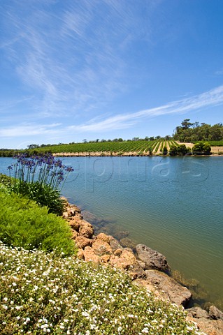 Knotting Hill Estate vineyard Wilyabrup Western Australia  Margaret River