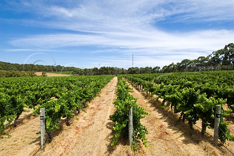 Evans and Tate vineyard Wilyabrup Western Australia  Margaret River
