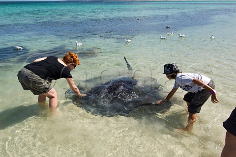 Tourists with stingray in the shallows at Hamelin Bay LeeuwinNaturaliste National Park Western Australia
