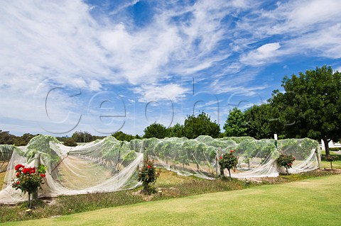 Bird netting on vineyard of Voyager Estate Margaret River Western Australia