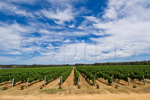 Watershed Estate vineyard Margaret River Western Australia