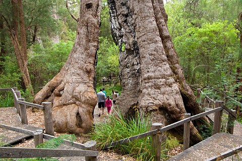 Giant Red Tingle Tree in WalpoleNornalup National Park Western Australia