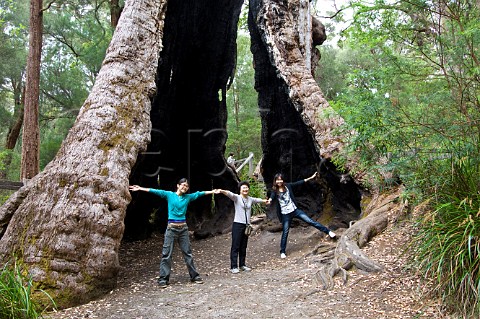 Giant Red Tingle Tree in WalpoleNornalup National Park Western Australia