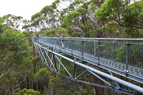 Valley of the Giants Tree Top Walk in WalpoleNornalup National Park Western Australia