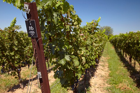 Cabernet Sauvignon vineyard of Boxwood Middleburg Virginia USA