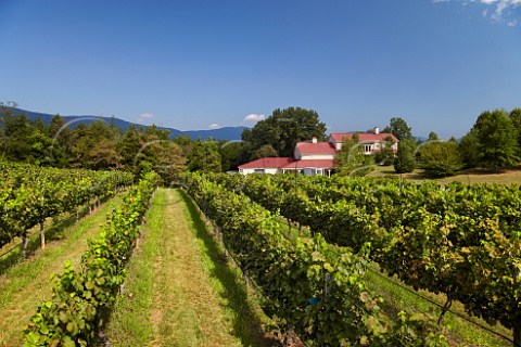 White Hall winery and vineyard with the Blue Ridge Mountains in distance  Crozet Virginia USA  Monticello AVA