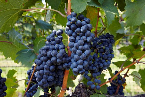Petit Verdot grapes of White Hall Vineyards  Crozet Virginia USA  Monticello AVA