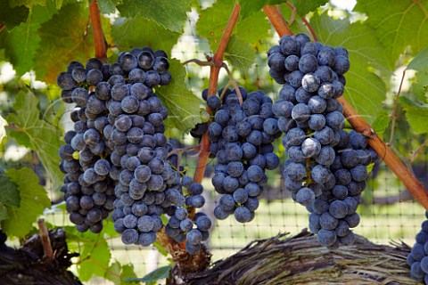 Petit Verdot grapes of White Hall Vineyards  Crozet Virginia USA   Monticello AVA