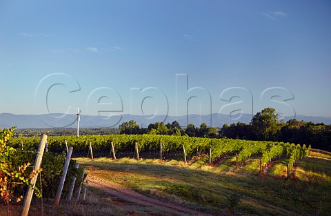 Barboursville Vineyards with the Blue Ridge Mountains in the distance   Barboursville Virginia USA  Monticello AVA