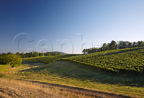 Barboursville Vineyards and Knights Chapel Barboursville Virginia USA  Monticello AVA