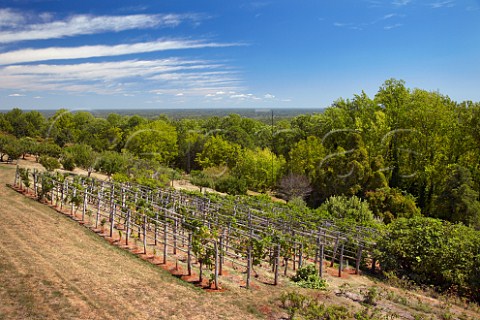 The restored Thomas Jefferson vineyard at Monticello Virginia USA