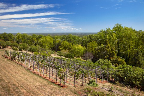 The restored Thomas Jefferson vineyard at Monticello Virginia USA