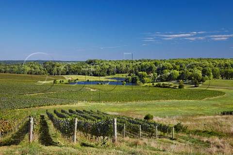 Trump Estate vineyards near Charlottesville Virginia USA  Monticello AVA