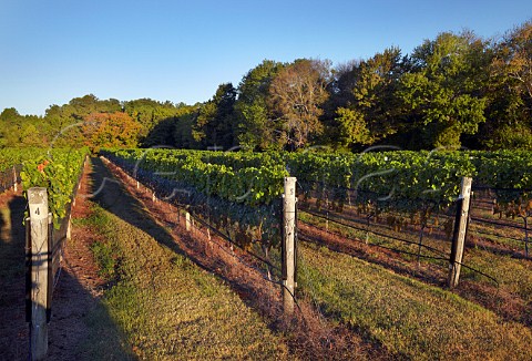 Bird netting on Merlot vineyard of Williamsburg Winery Williamsburg Virginia USA