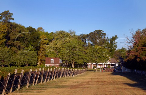 Bird netting on Merlot vineyard of Williamsburg Winery Williamsburg Virginia USA