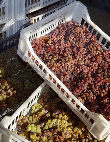 Drying Malvasia grapes for Malvaxia Passito at Barboursville Vineyards Barboursville Virginia USA   Monticello AVA