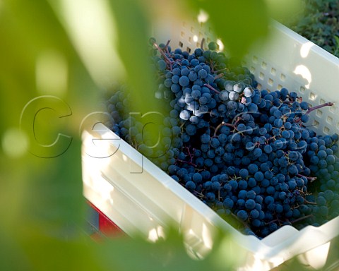 Crate of harvested Merlot grapes in vineyard of Chteau Ausone Stmilion Gironde France  Saintmilion  Bordeaux