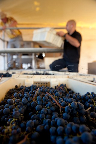 Crates of harvested Merlot grapes at Chteau Ausone Stmilion Gironde France   Saintmilion  Bordeaux
