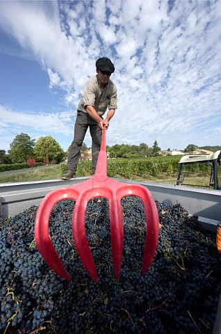 Trailer of harvested grapes in vineyard of Chteau Lassgue StHippolyte Gironde France   Saintmilion  Bordeaux