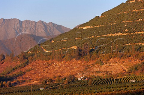 Cabernet Sauvignon vineyard of Via von Siebenthal with avocado groves on hill beyond Panquehue Chile  Aconcagua Valley