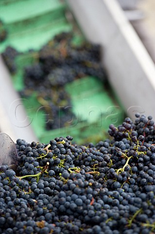 Harvested grapes at Chteau dArsac Arsac Gironde France Margaux  Mdoc Cru Bourgeois Suprieur