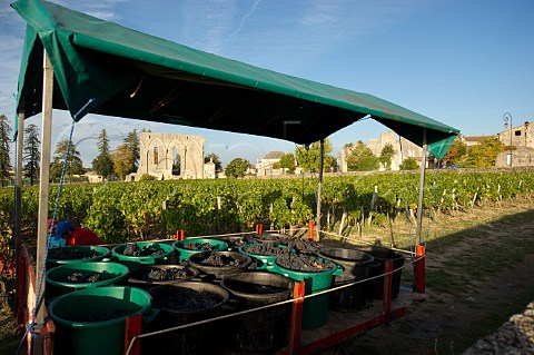 Harvesting in vineyard of Chteau Les Grandes Murailles Stmilion Gironde France Saintmilion  Bordeaux