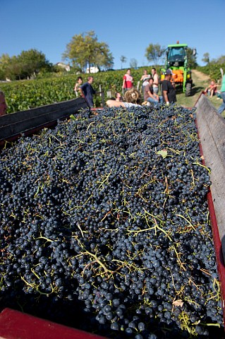 Harvesting Merlot grapes in vineyard of Chteau Belair SaintGeorges at StGeorges Gironde France   StGeorgesStmilion  Bordeaux