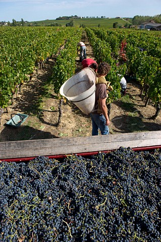 Harvesting Merlot grapes in vineyard of Chteau Belair SaintGeorges at StGeorges Gironde France   StGeorgesStmilion  Bordeaux