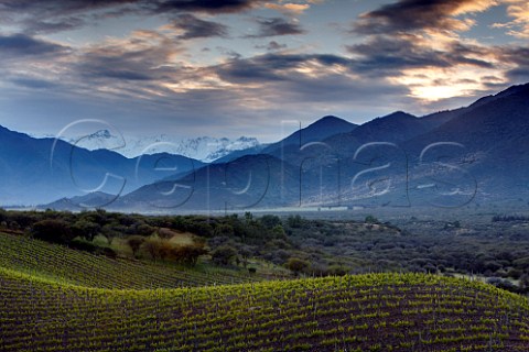 Malbec vines in Los Lingues vineyard of Casa Silva with the snow capped Andes mountains in distance  Colchagua Valley Chile