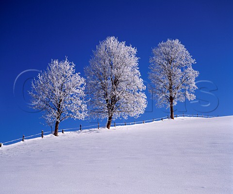 Three trees in the snow Austria