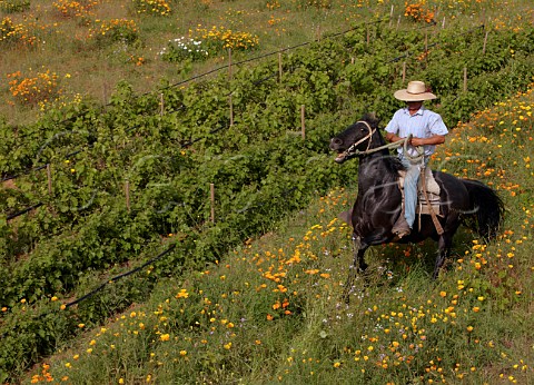 Huaso riding past nursery vineyard of Gillmore in the Maule Valley Chile