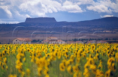 Heat haze over field of sunflowers CastillaLa Mancha Spain
