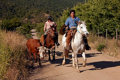 Huasos leading cattle on a road through the vineyards of Via La Rosa Cachapoal Valley Chile  Rapel