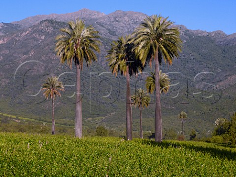 Palm trees in La Palmera vineyard of Via la Rosa Cachapoal Valley Chile Rapel