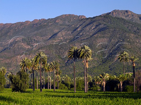 Palm trees in La Palmera vineyard of Via la Rosa Cachapoal Valley Chile  Rapel