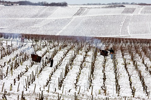 Pruning in vineyard at Prhy near Chablis Yonne France Chablis