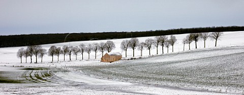 Row of trees and farm building by road Near Tonnerre Yonne France Burgundy
