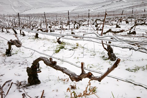 Ice encrusted vines and wires in pruned Pinot Noir vineyard on the Montagne de Reims above Ay Marne France Champagne