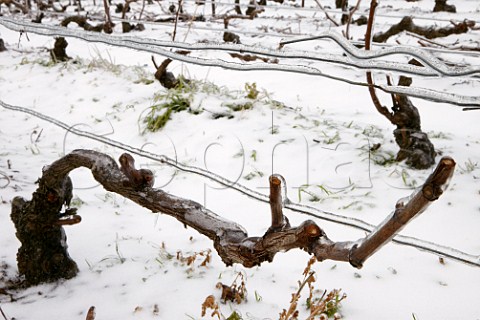 Ice encrusted vines and wires in pruned Pinot Noir vineyard on the Montagne de Reims above Ay Marne France Champagne