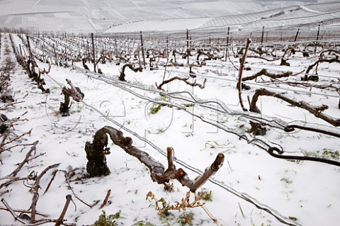 Ice encrusted vines and wires in pruned Pinot Noir vineyard on the Montagne de Reims above Ay Marne France Champagne