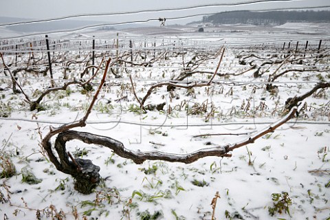 Ice encrusted vines and wires in pruned Pinot Noir vineyard on the Montagne de Reims above Ay Marne France Champagne